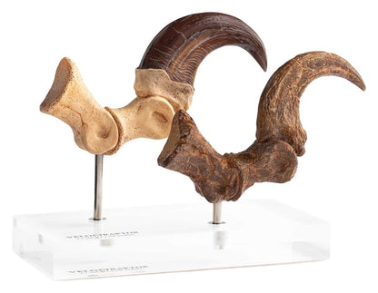 Jurassic Park ECC Elite Creature Line Statue Velociraptor Foot Claw and Fossil Claw Set 20 cm Image 1