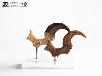 Jurassic Park ECC Elite Creature Line Statue Velociraptor Foot Claw and Fossil Claw Set 20 cm Image 3