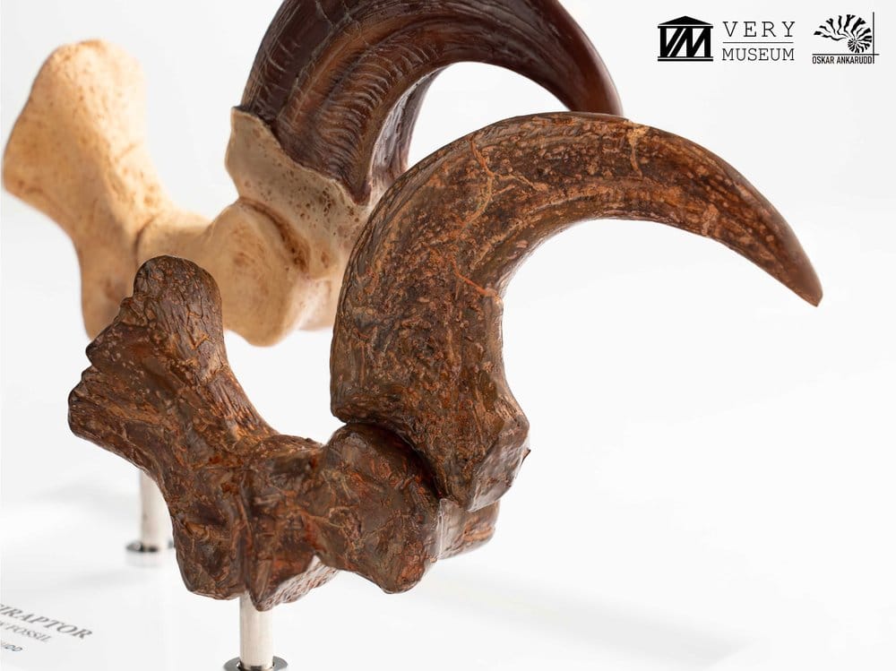 Jurassic Park ECC Elite Creature Line Statue Velociraptor Foot Claw and Fossil Claw Set 20 cm Image 5