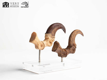 Jurassic Park ECC Elite Creature Line Statue Velociraptor Foot Claw and Fossil Claw Set 20 cm Image 11