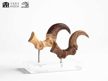 Jurassic Park ECC Elite Creature Line Statue Velociraptor Foot Claw and Fossil Claw Set 20 cm Image 12