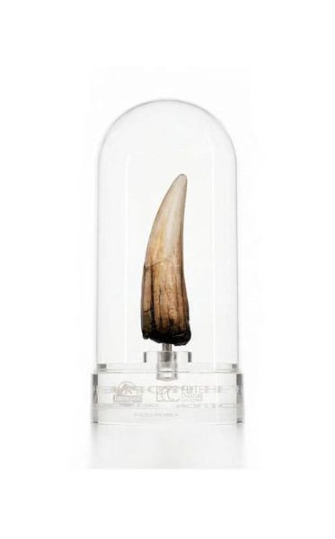 Jurassic Park III Prop Replik 1/1 Spinosaurus Zahn 14 cm Image 1