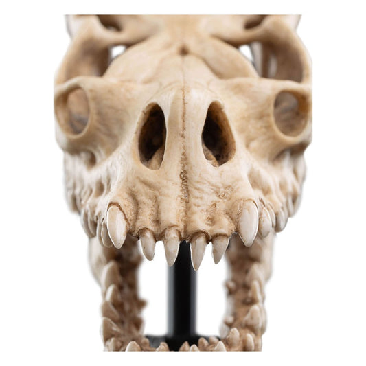Herr der Ringe Mini Statue Skull of a Fell Beast 21 cm Image 2