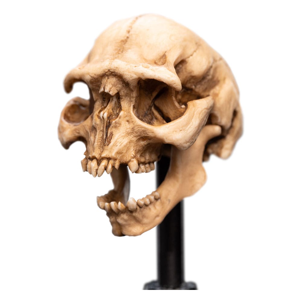 Herr der Ringe Mini Statue Skull of a Moria Orc 13 cm Image 3