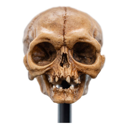 Herr der Ringe Mini Statue Skull of Gollum 13 cm Image 2