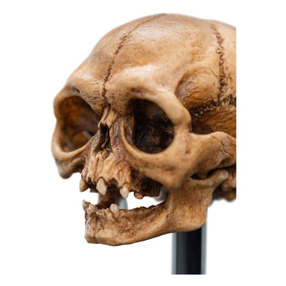Herr der Ringe Mini Statue Skull of Gollum 13 cm Image 13
